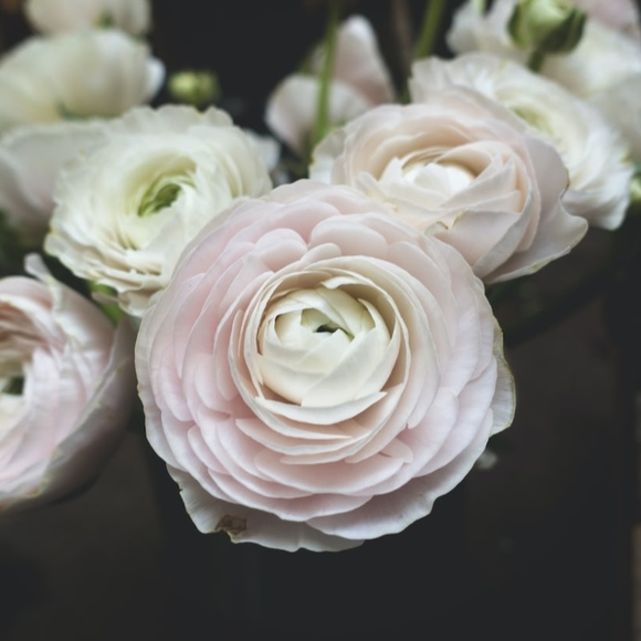 Meet your Posher, Tenley - Picture 1 of 1